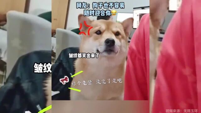 狗狗人前一套背后一套,看它时勉强挤笑容,不看时根本没表情