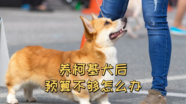 养柯基犬后,预算不够怎么办?