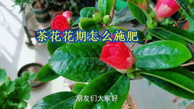 茶花花期怎么施肥