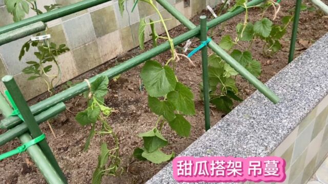 甜瓜可爬地种植 也可搭架吊蔓种植 管理方法也都差不多