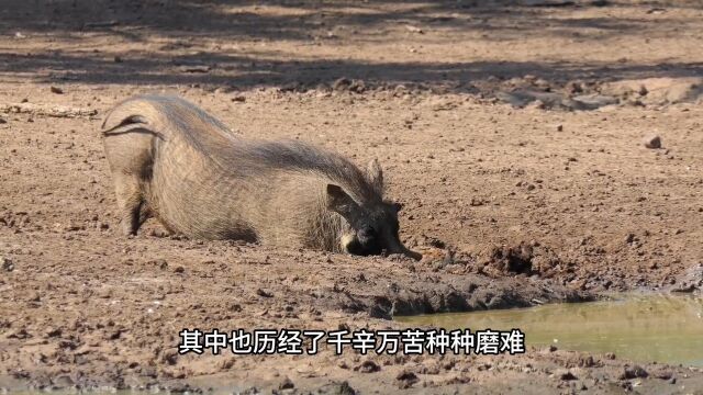 大草原最靓的仔疣猪蓬蓬秀肌肉万物皆可挂闲鱼