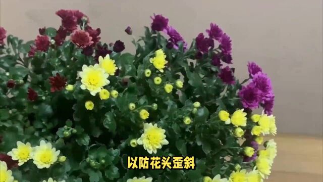 秋季花园草花推荐,盛开多彩,引爆你的视觉盛宴