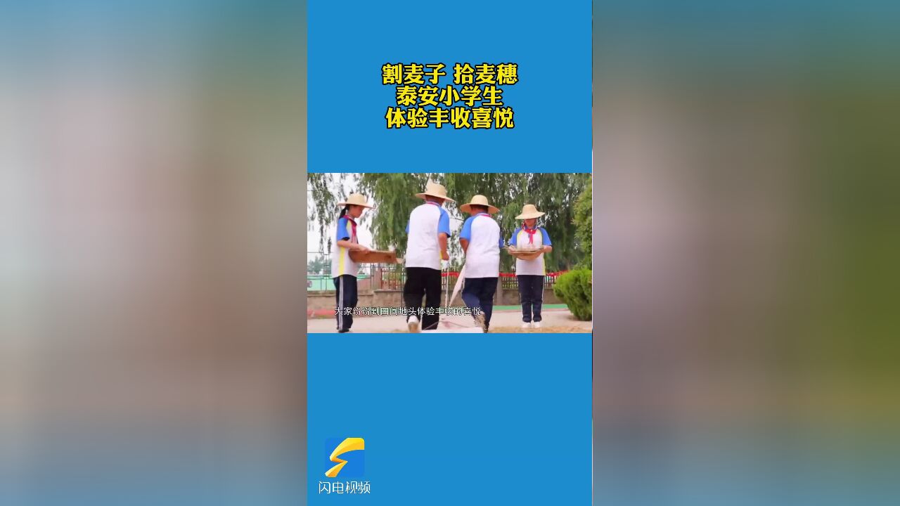 割麦子 拾麦穗!泰安岱岳区小学生体验丰收喜悦