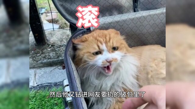 网友给猫做了个猫爬架,发现猫咪都是神经病