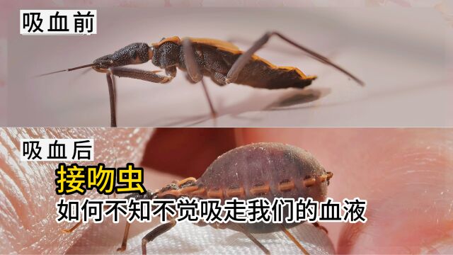 接吻虫如何不知不觉吸走我们的血液和留下病毒的