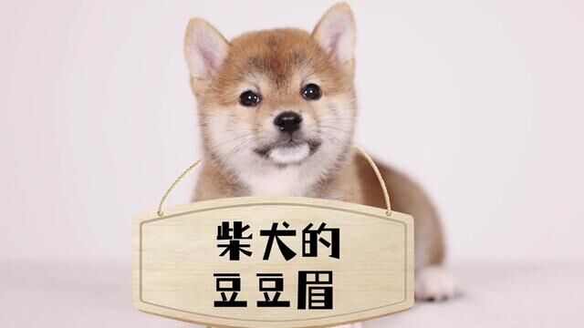 柴犬的豆豆眉#柴犬 #小奶狗 #它真的好像个小宝宝 #新手养狗