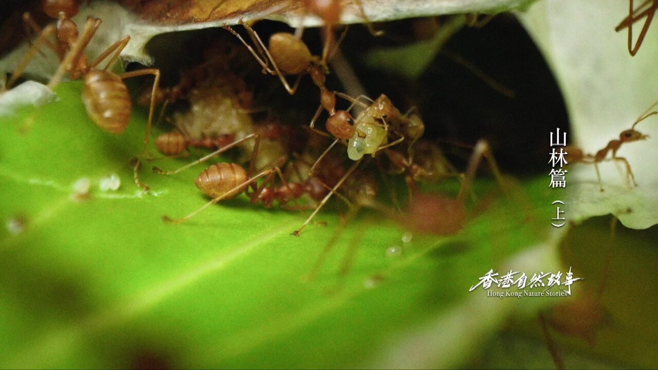 实拍黄猄蚁修补巢穴:架构组、织布组分工明确,太震撼了