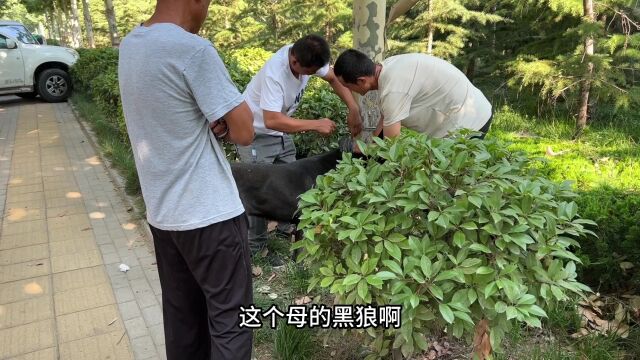 黑狼配种现场,既精彩又刺激,经验老道的大哥,五花大绑控制局面