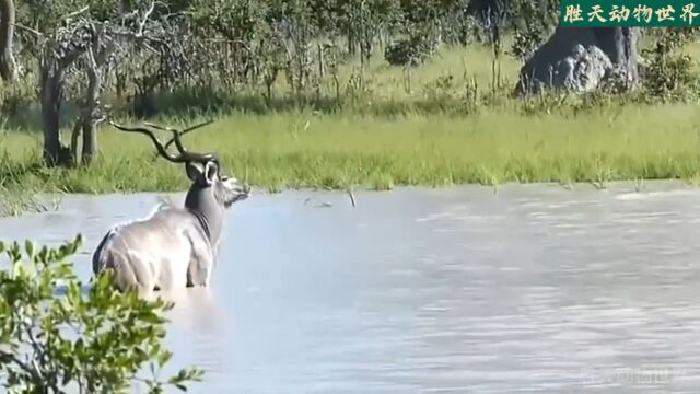 动物世界动物野生动物零距离野狗羚羊王子