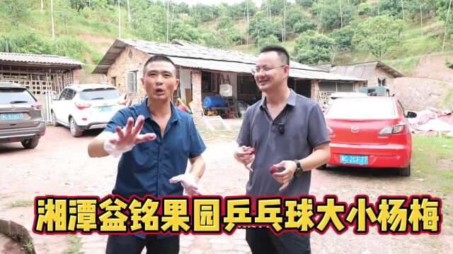 湘潭益铭果园乒乓球大小杨梅