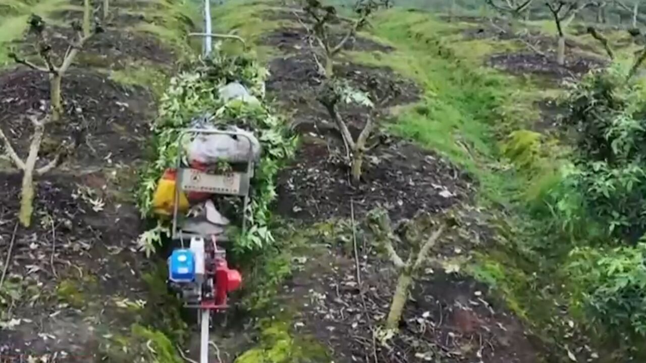 重庆云阳花椒坐上“小火车”,农业驶入快车道