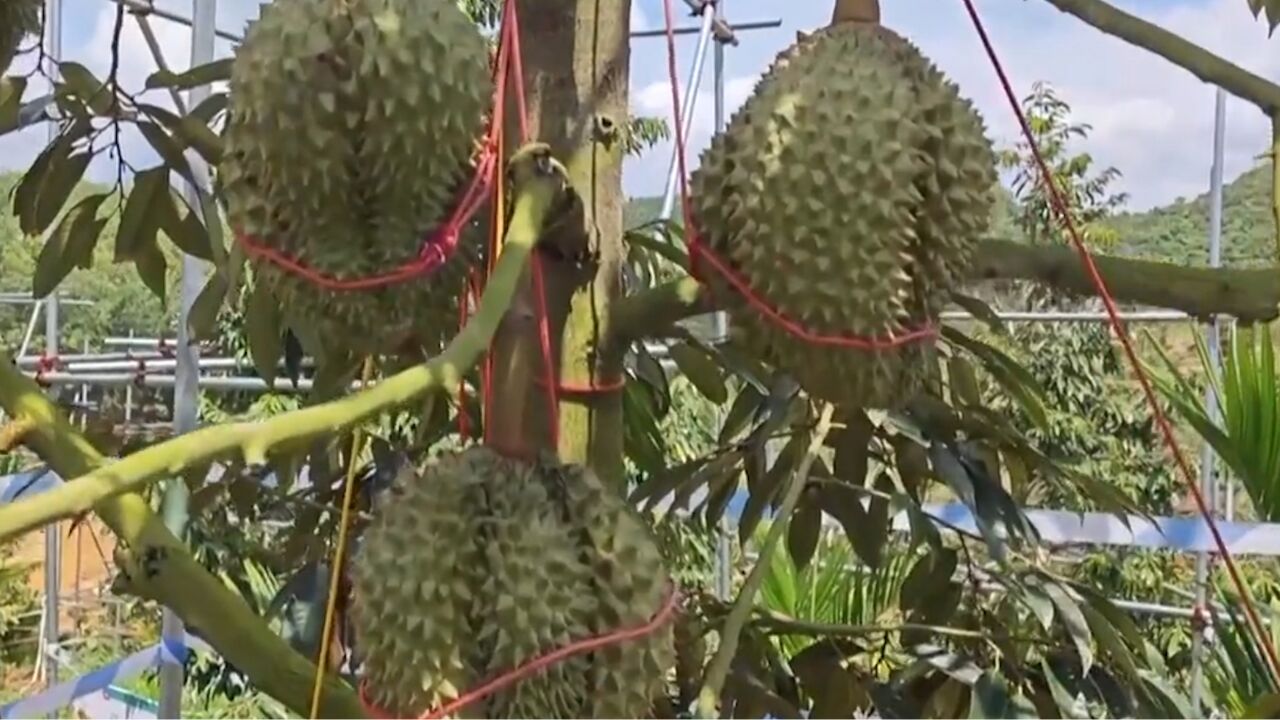 海南三亚智慧种植,首批国产榴莲预计6月底上市