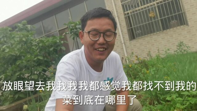 河南振兴新农村!生态农业试验!绿色生态不打农药,人工压力大