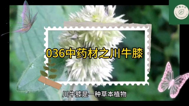 036中药材知识分享之川牛膝