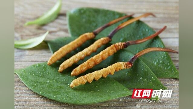 一根“草”种出百亿“软黄金”丨湖北宜都将虫草“野生变家种”