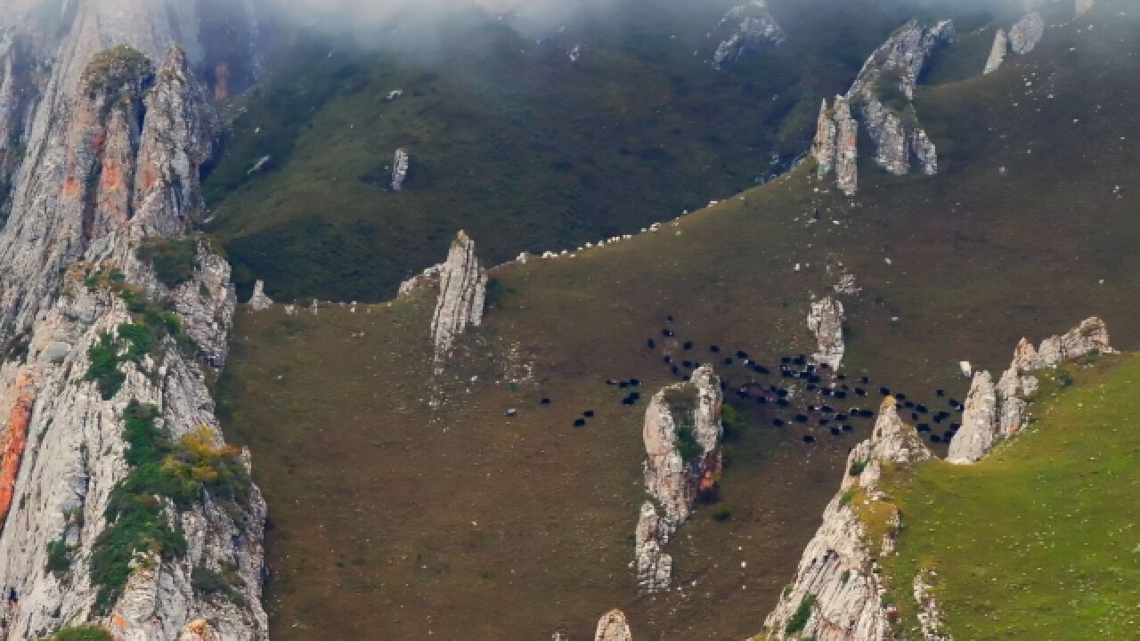 终于知道为什么黑颈鹤是国宝了!候鸟迁徙不是旅行而是修行