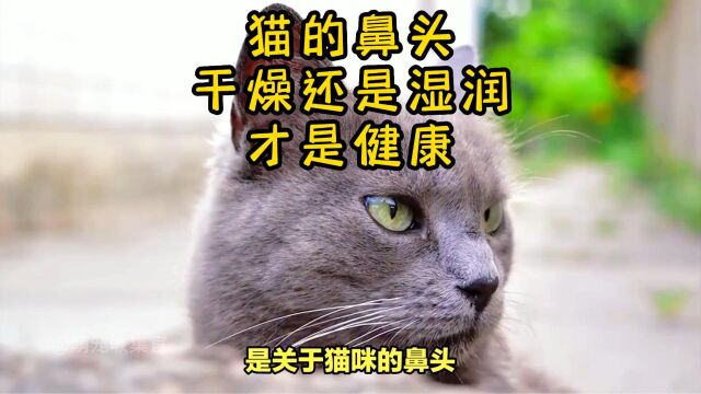 猫咪的鼻头湿润还是干燥才健康?揭开健康鼻头的秘密!