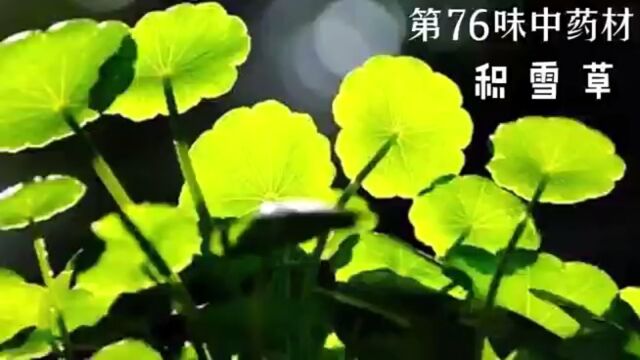 积雪草,今天讲讲积雪草的故事#民间故事 #积雪草 #中医 #中药材 #中草药