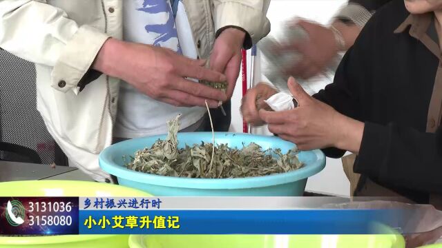 乡村振兴进行时 小小艾草升值记