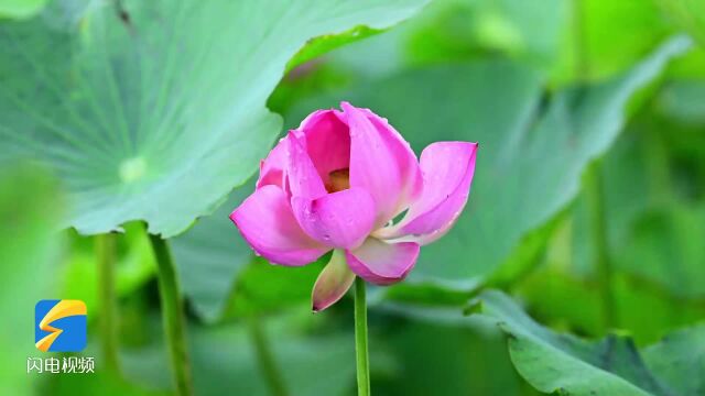 枣庄雨后荷花含珠带露仙气飘飘