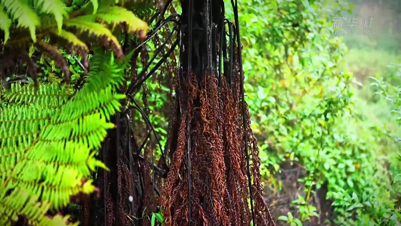 云南陇川发现植物“活化石”桫椤群