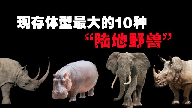 现存最大的10种“陆地野兽”,犀牛的可怕程度,要远超我们的认知