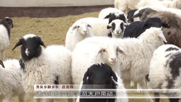 玉门:规模化养殖助力乡村振兴