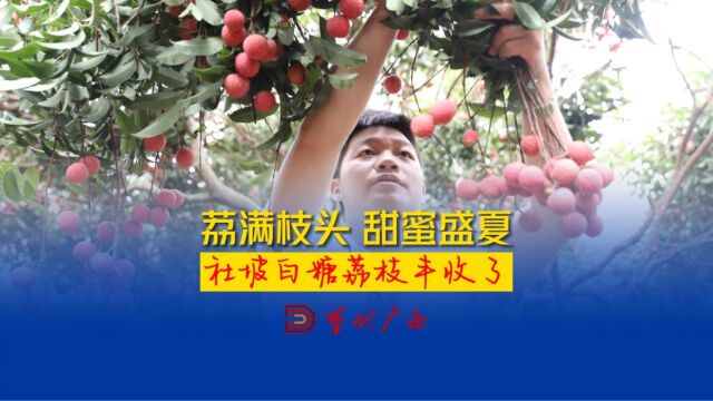 荔满枝头,甜蜜盛夏.桂平社坡荔枝丰收了!