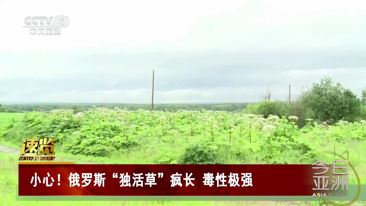 小心!俄罗斯“独活草”疯长 毒性极强