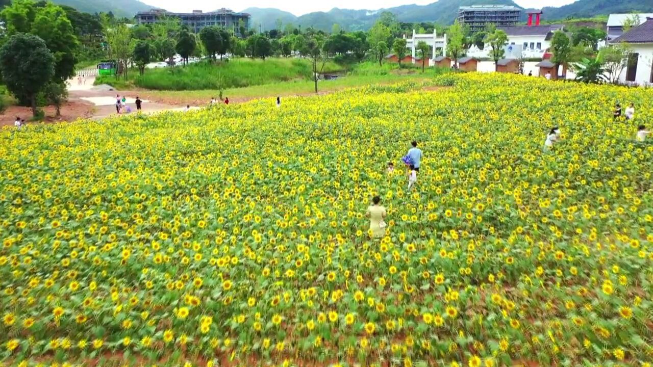 江西全南:天龙山景区向日葵盛开,游客慕名而来