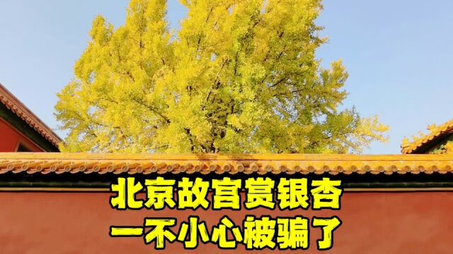 北京故宫内务府在哪?银杏叶变黄了吗?看完让人大失所望,啥情况