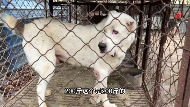 本市最大的猛犬基地,投资100多万,养了200多条狗,吃住都在一起