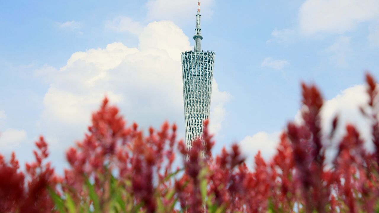 广州中轴线上布满红色地毯,夏日里的穗冠花惊艳开放