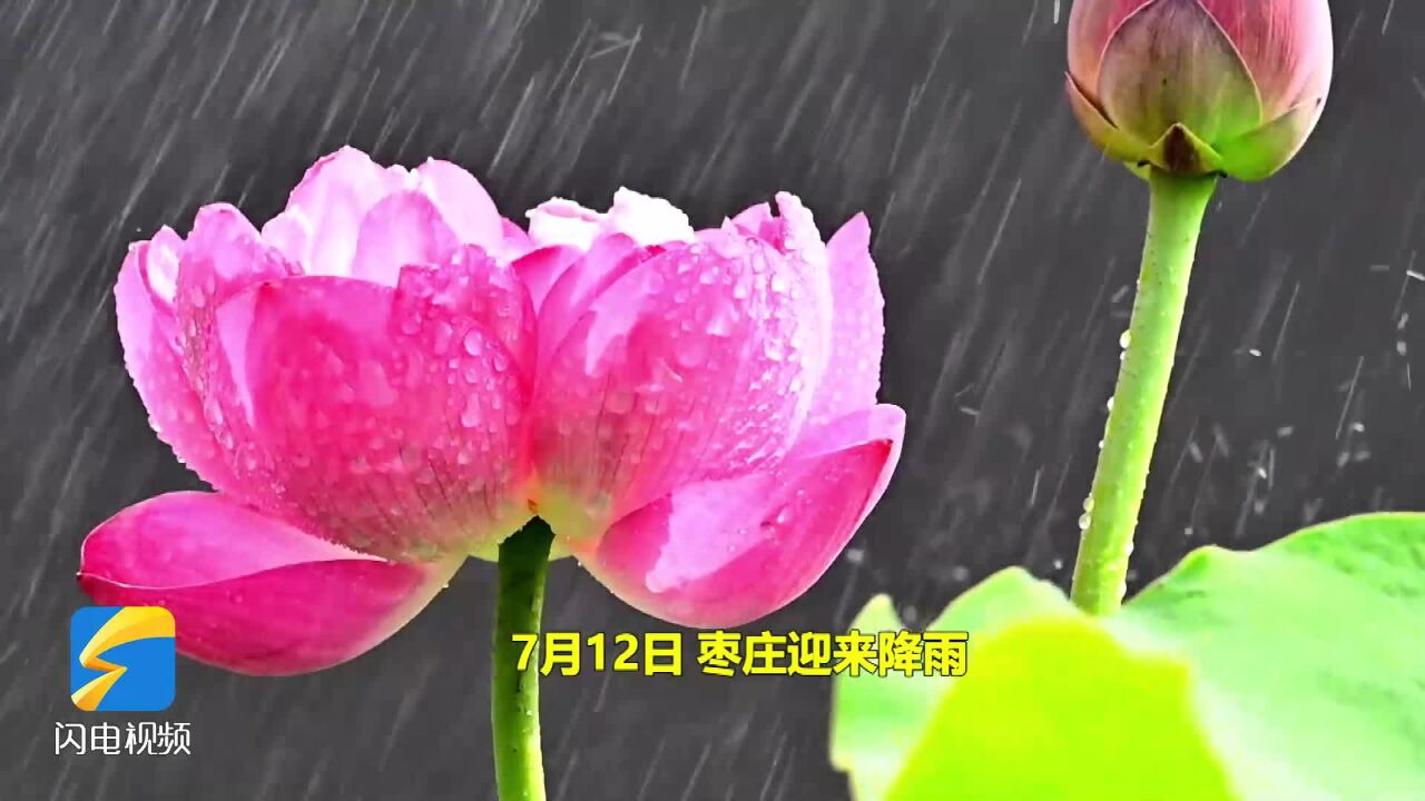 雨过圆荷万点星!枣庄雨打荷花美轮美奂