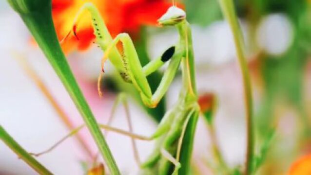 【夏日“嗨”玩季】崇明东滩湿地公园的昆虫旅馆开张了~