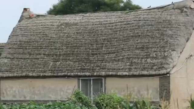 冬暖夏凉的海草房能久经风雨而防腐不倒的原因