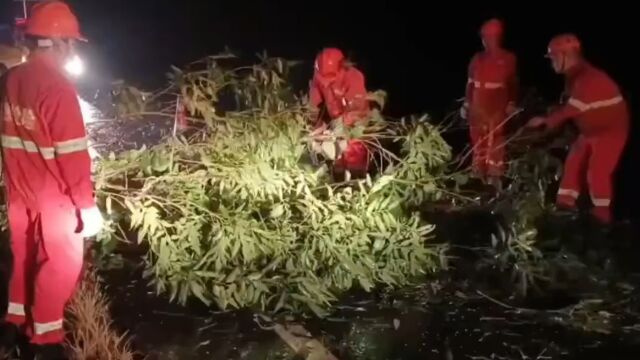 台风“泰利”风力过猛!北海超400棵树倒伏,正在抢险保通