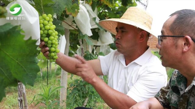 2023年7月17日锦屏新闻锦屏县罗丹村山头果树绿 村民笑开颜