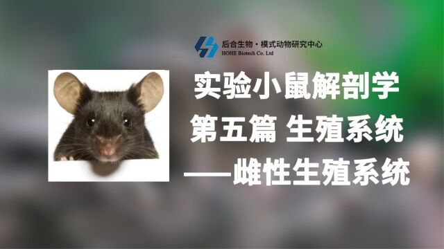 实验小鼠解剖学丨第五篇 生殖系统ⷩ›Œ性小鼠