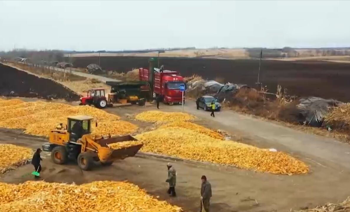 北粮南运进入高峰期,粮食外运提速,农民卖粮快,储粮成本降低