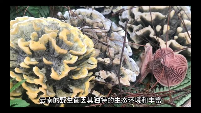 舌尖上的美味野生菌