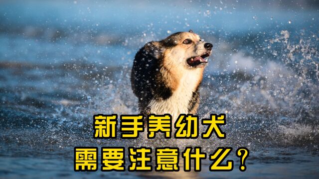 新手养幼犬需要注意什么?