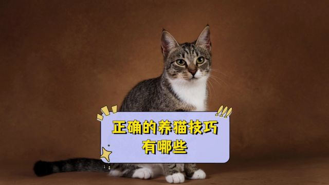 如何正确养猫?这几点要记住!