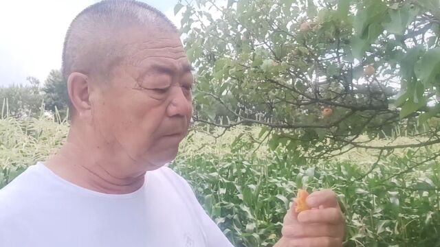 农村杏熟了,巧遇村中大叔摘杏,一起去杏树地看看