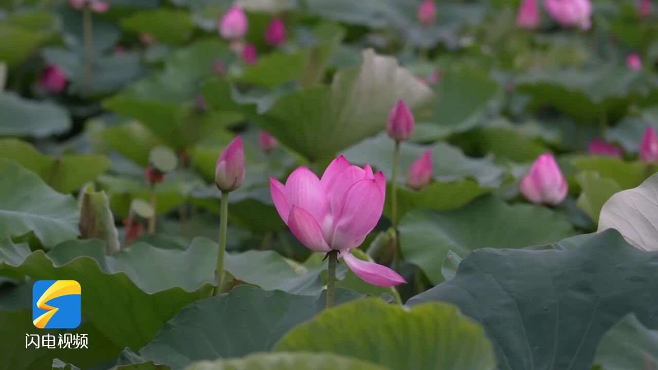 诗画山东|聊城:雨季赏荷 别样“清新”