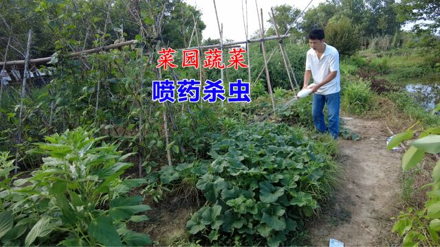 菜园蔬菜虫子多,叶面被害虫啃食,必须喷杀虫剂