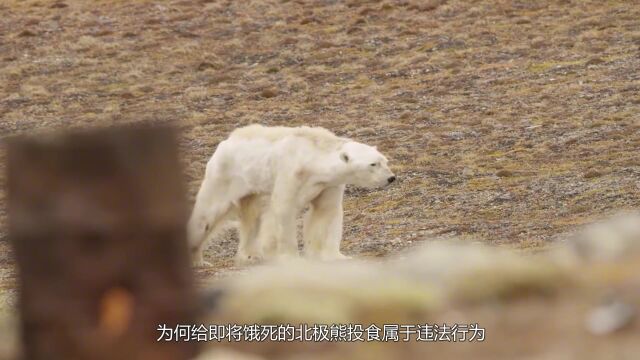 为啥给即将饿死的北极熊投食,属于违法行为?原因让人心酸!