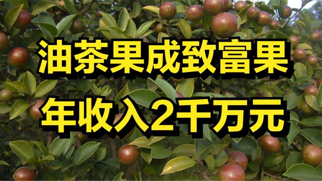 油茶果成致富果,一斤最高卖150元,男子年收入高达2千万元!