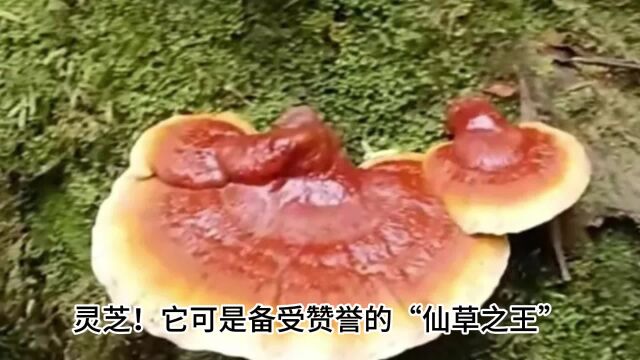 灵芝的四大功效和作用