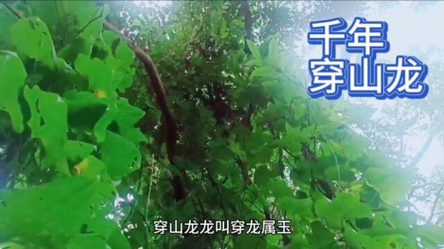 湖南发现了一株千年穿山龙,来看看在哪里发现的?